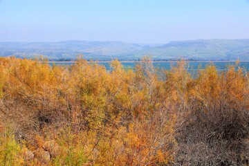 Fototapeta premium nature photography in israel on the shores of lake kinneret