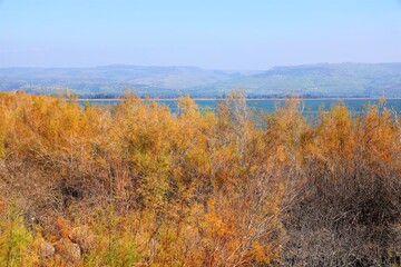 nature photography in israel on the shores of lake kinneret