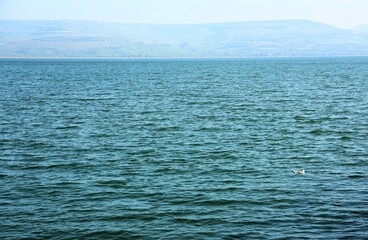 nature photography in israel on the shores of lake kinneret