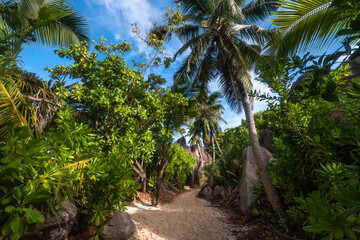 Path among the palms in the tropical forest. La Digue. Seychelles