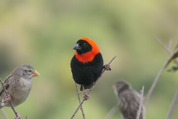 Oryxweber oder Roter Bischoff (Euplectes orix), ein Feuerweber, lebt gesellig im südlichen Afrika. Hier Südafrika.