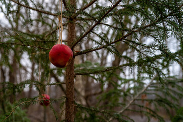 some Apples hang on a conifer tree at Christmas as food for birds