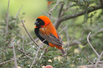 Oryxweber oder Roter Bischoff (Euplectes orix), ein Feuerweber, lebt gesellig im südlichen Afrika. Hier Südafrika.