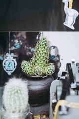 Petit cactus dans un pot en décoration à la maison