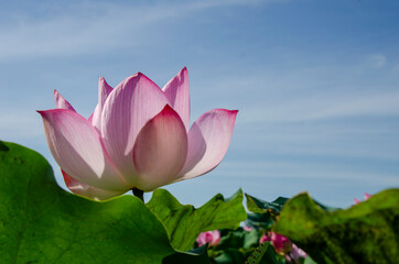 Lotus flower blooming in summer pond with green leaves as background