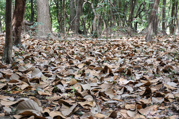 Dead leaves on the ground.