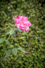 Pink rose in summer garden as natural and holidays background. Greetings card concept