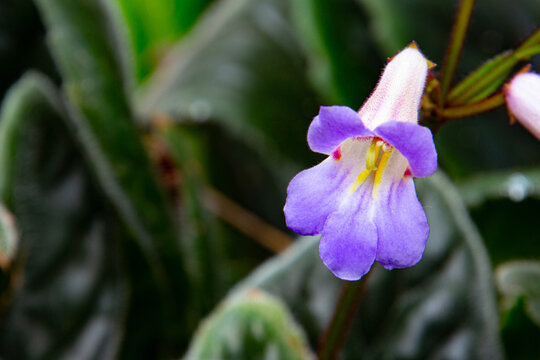 Close up of violet flower of a chirita a primulina hybrid
