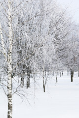Hoarfrost-covered birch trees. Winter tale. Natural winter background. Vertical image.