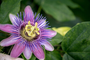 The beautiful Passiflora Caerulea also known as Passion Flower, Beautiful Passiflora caerulea. Greeting card concept.