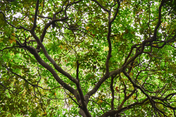 The branches of the trees that spread in the forest.