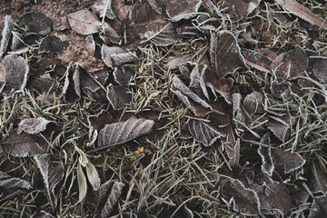 Leaves are covered with ice crystals due to frost in winter