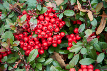 czerwona jarzębina , Sorbus aucuparia © Marcin Łazarczyk