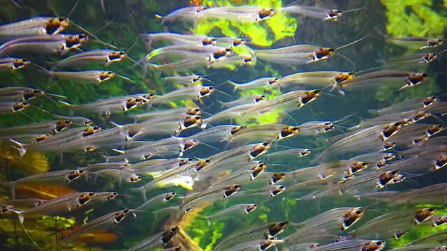Transparent fish. Glass Catfish in aquarium.