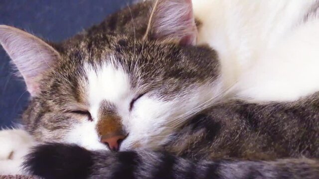 portrait of a cat gong to sleep with onde ene open 