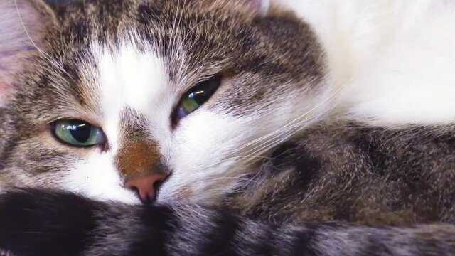 portrait of a cat Warming up