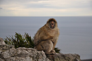 Closeup furry senior ape with open mouth at blurred ocean background with copy space. Gibraltar...