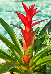 front view, close distance of a bromeliad flower blooming in a tropical, glacier, pot on outdoor lanai