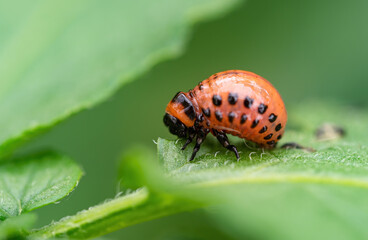 Colorado beetle (Leptinotarsa decemlineata) larva eating leaf of potato plant. Close-up of insect pest causing huge damage to harvest in farms and gardens