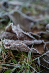 Leaves are covered with ice crystals due to frost in winter