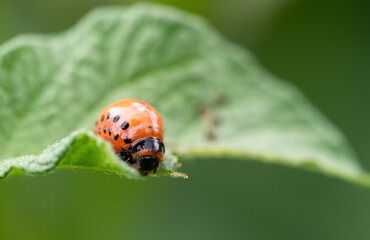 Colorado beetle (Leptinotarsa decemlineata) larva eating leaf of potato plant. Close-up of insect pest causing huge damage to harvest in farms and gardens