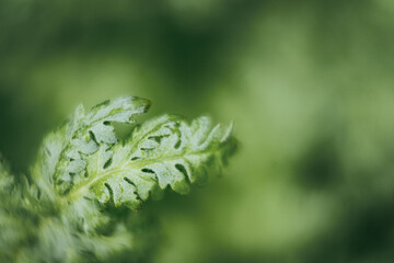 Fototapeta na wymiar Close up sur les feuilles d'une plante verte et arrière plan flou