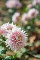 pink chrysanthemums on a blurry background. Beautiful bright chrysanthemums bloom luxuriantly in the garden in autumn. Close up