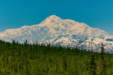 Fototapeta premium Snow covered Mount McKinley, or Mount Denali by the native Americans, the tallest peak in North America towering over 20000 feet, with woods in the foreground, part of Denali National Park in Alaska.