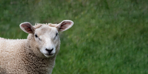 Portrait eines Schafes