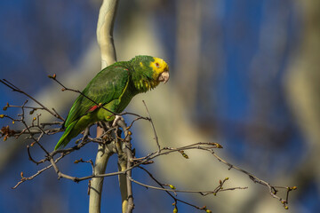 Gelbkopfamazone (Amazona oratrix)