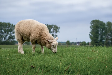 ein Schaf beim grasen auf der Weide