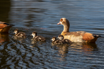 Nilgans (Alopochen aegyptiacus) mit Jungen