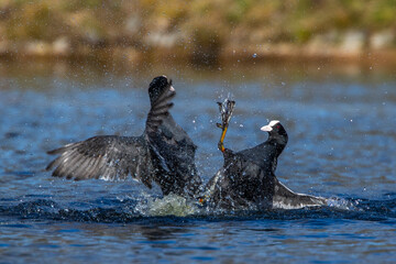 Bläßhühner (Fulica atra) streiten sich