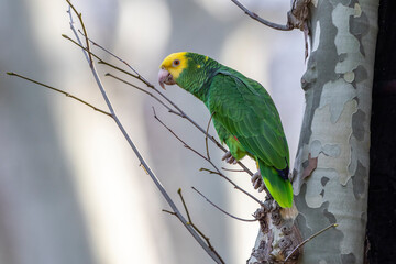 Gelbkopfamazone (Amazona oratrix)