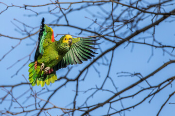 Gelbkopfamazone (Amazona oratrix)