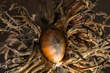 Baum Haselnuss in der Schale 