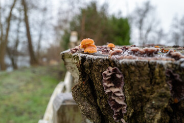 on  sawed off tree stump grow many small tree mushrooms - obrazy, fototapety, plakaty