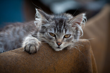 The cat lies relaxed on the fence. A small gray kitten with yellow eyes looks into the lens.