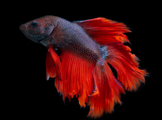 siamese fighting fish isolated on black