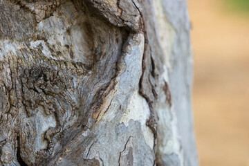 Macro photo shot of tree body with blurred yellow background