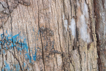 Detail photo shot of tree body