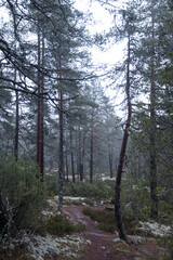 Fototapeta premium landscape on a foggy hill with pine trees