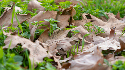 Autumn leaves on green grass