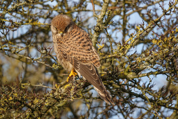 close up full frame of a perched kestrel (Falco tinnunculus) looking down at prey below