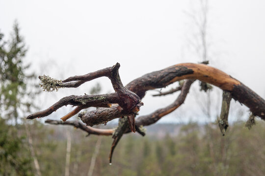 dead pine tree branch with a white sky background