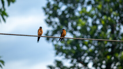 Sri Lanka Swallow bird pair in electric wire, mating season begins.