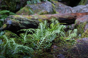 fern on ground with fallen tree trunk in the background