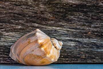 Limestone sea shells on aged wooden background