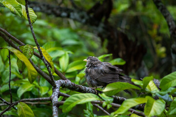 Yellow-billed babbler bird taking shelter in the trees in the rain. Common household birds in Sri Lanka