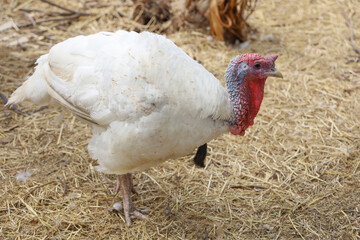 White big Turkey hen is rest and sleep in banana farm garden at thailand